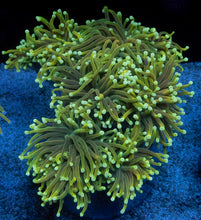 Carregar imagem no visualizador da galeria, Euphyllia glabrescens “Dragon Soul Bright Yellow”