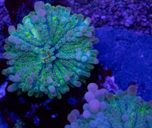 Carregar imagem no visualizador da galeria, Ricordea yuma “Super Bubble XXL Blue &amp; Green” – 2 Polyps – WYSIWYG - freakincorals.com