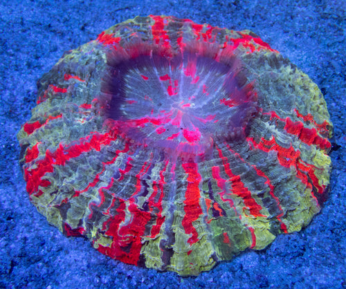 FK Mastergrade Rainbow Acantophyllia (5 Colors - Collector Piece) FK269