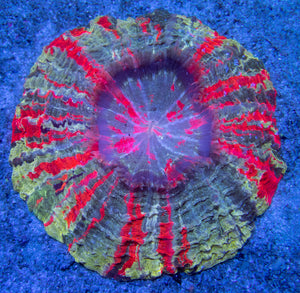 FK Mastergrade Rainbow Acantophyllia (5 Colors - Collector Piece) FK269