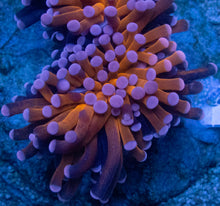Carregar imagem no visualizador da galeria, Euphyllia cristata “Pink Tip” – Premium Coral WYSIWYG