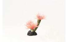 Carregar imagem no visualizador da galeria, Feather Duster Sabellastarte sp. 3.5 x 3 x 8c Natureform Coral