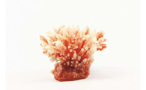 Staghorn White/Red Acropora sp. 10.5 x 8.5 x 8cm Natureform Coral - 9745
