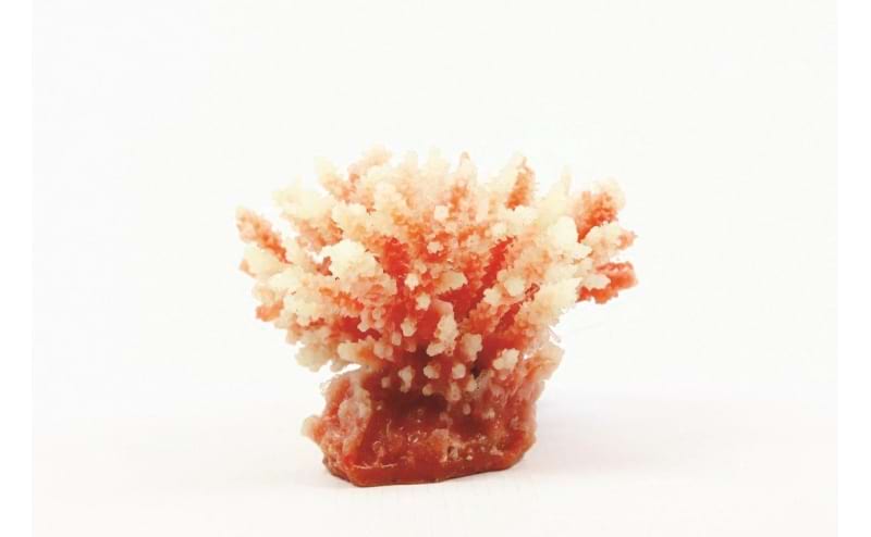 Staghorn White/Red Acropora sp. 10.5 x 8.5 x 8cm Natureform Coral - 9745