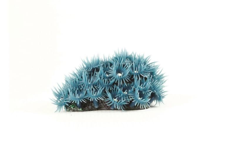 Button Polyp Colony Blu Blue Palythoa sp. 8.5 x 6.5 x Natureform Coral - 9748