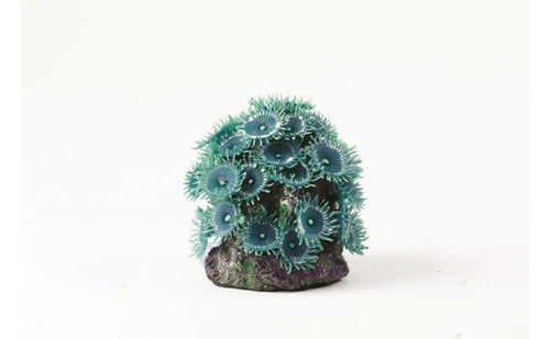 Button Polyp Colony Blu Blue Palythoa sp. 7.5 x 7 x 8c Natureform Coral - 9753