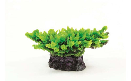 Natureform Coral Staghorn Green Acropora sp. 14 x 11.5 x 6.5cm - 9759