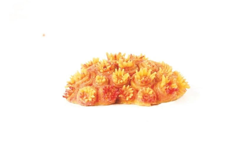 Natureform Coral Sun Coral Yellow/Orange Tubastrea sp. 10.5 x 7.5 x 3cm - 9760