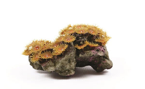 Natureform Coral Col. Polyp Colony Tan Zoanthus sp. 22 x 18 x 10cm-9770
