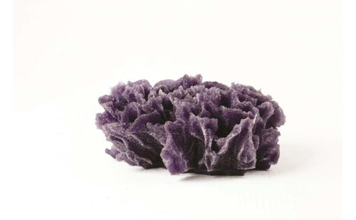 Natureform Coral Lettuce Purple Pavona sp. 13.5 x 10 x 6cm - 9777