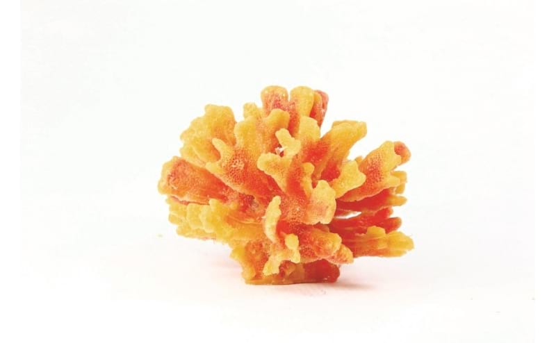 Natureform Coral Thorn Yellow/Red Stylophora sp. 13.5 x 13.5 x 10cm - 9779