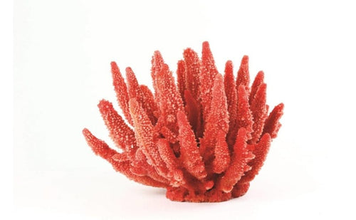 Staghorn Red/Brown Acropora sp. 22 x 19 x 17cm Natureform Coral - 9787