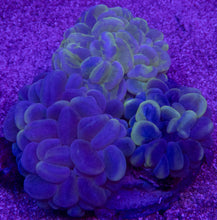 Load image into Gallery viewer, Plerogyra sinuosa “Green Blotchy” – Premium Bubble Coral WYSIWYG