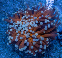 Load image into Gallery viewer, Euphyllia cristata “Light Blue Tip” – Premium Coral WYSIWYG