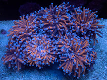 Load image into Gallery viewer, Euphyllia glabrescens “Dragon Soul” – Cut-to-Order Frags