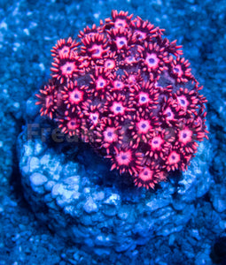 Fushi Pink Goniopora