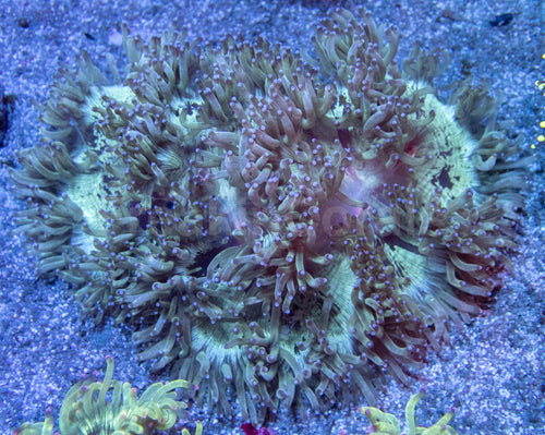 Red Core Elegance Coral