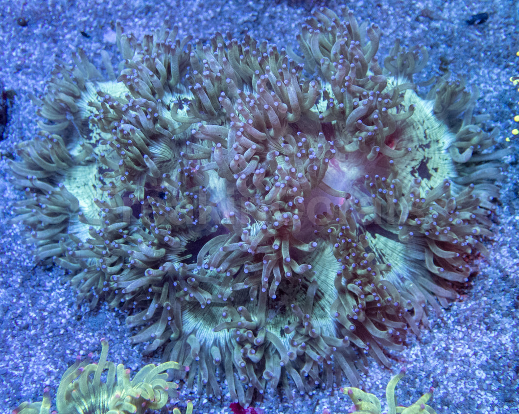 Red Core Elegance Coral