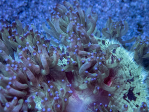 Red Core Elegance Coral