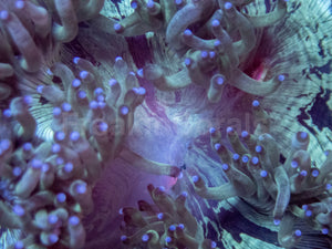 Red Core Elegance Coral