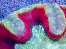 Load image into Gallery viewer, Solar Inferno Symphyllia