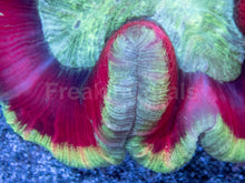 Load image into Gallery viewer, Solar Inferno Symphyllia