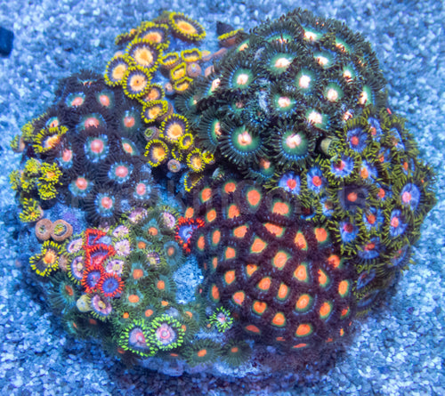 Cosmic Bloom Zoa Colony
