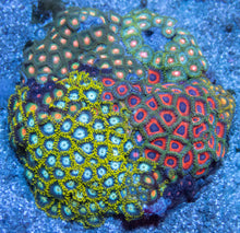 Carregar imagem no visualizador da galeria, Cosmic Bloom Zoa Colony