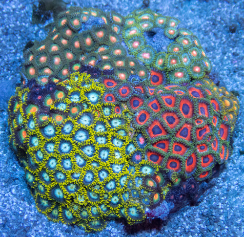 Cosmic Bloom Zoa Colony