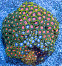 Carregar imagem no visualizador da galeria, Cosmic Bloom Zoa Colony