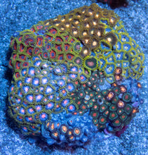 Carregar imagem no visualizador da galeria, Cosmic Bloom Zoa Colony