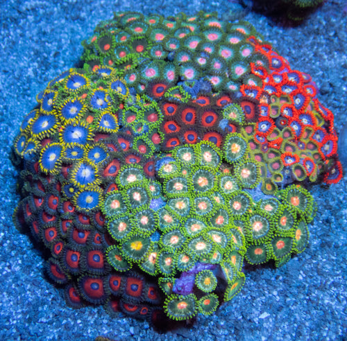 Cosmic Bloom Zoa Colony