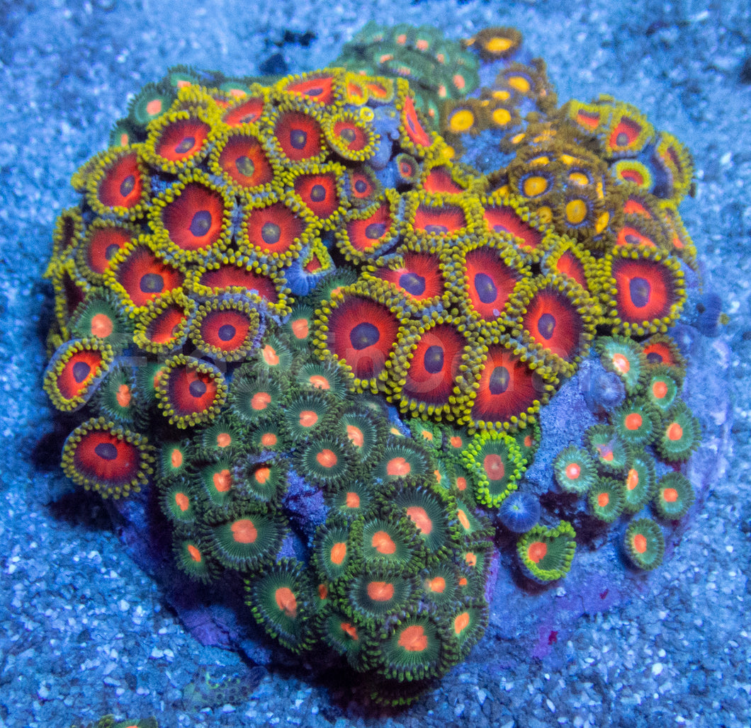 Cosmic Bloom Zoa Colony