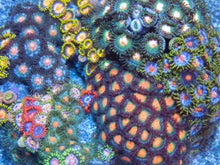 Carregar imagem no visualizador da galeria, Cosmic Bloom Zoa Colony