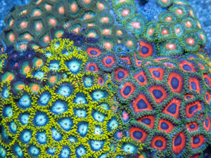 Cosmic Bloom Zoa Colony