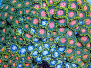 Cosmic Bloom Zoa Colony