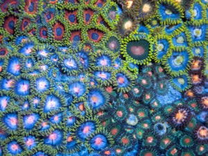 Cosmic Bloom Zoa Colony