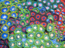 Carregar imagem no visualizador da galeria, Cosmic Bloom Zoa Colony