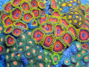 Cosmic Bloom Zoa Colony