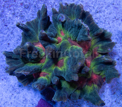 FK Rainbow Pectina Indo