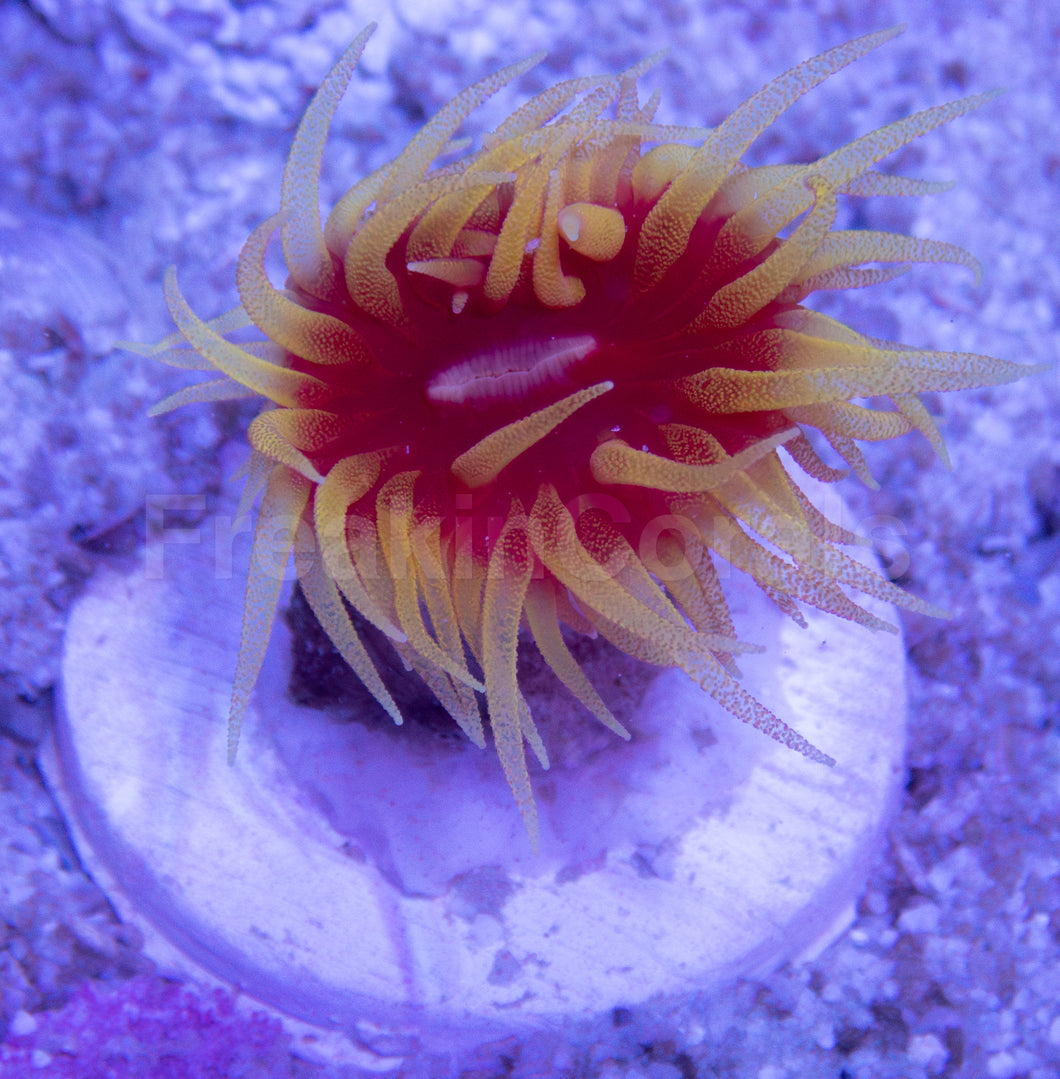 FK FH Dendrophyllia Aussie (Rare NPS Coral)