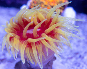 FK FH Dendrophyllia Aussie (Rare NPS Coral)