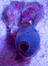 Load image into Gallery viewer, FK Policarpa Aurata (NPS Coral)