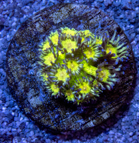 Stardust Pearl Goni (Mini Frag)