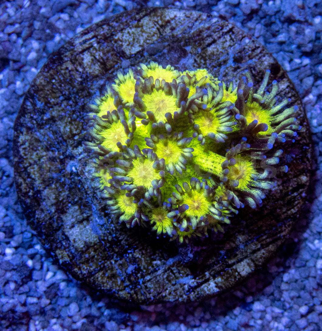 Stardust Pearl Goni (Mini Frag)