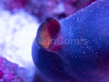Load image into Gallery viewer, FK Policarpa Aurata (NPS Coral)