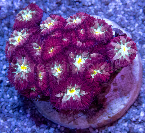 Ruby Bloom Mini
