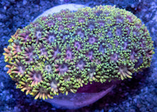 Carregar imagem no visualizador da galeria, Sunburst Petal Goni