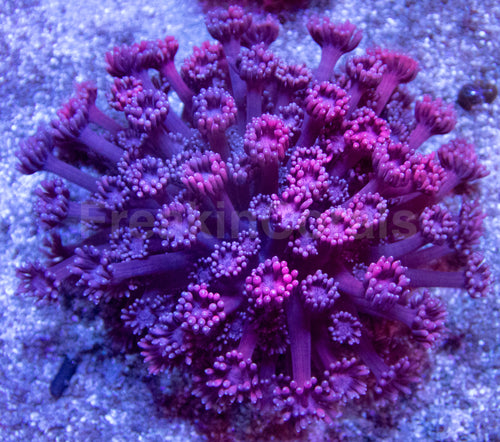 Crimson Vortex Goni