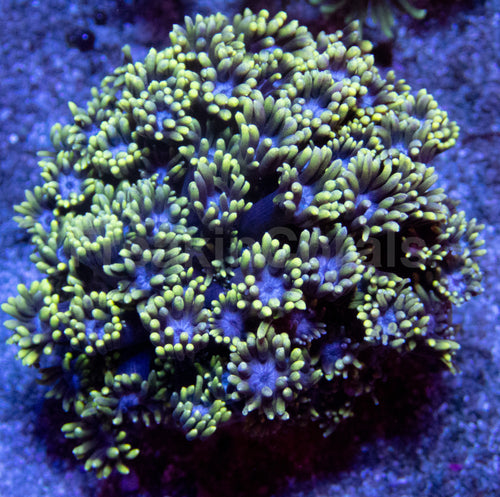 Solar Crown Goni